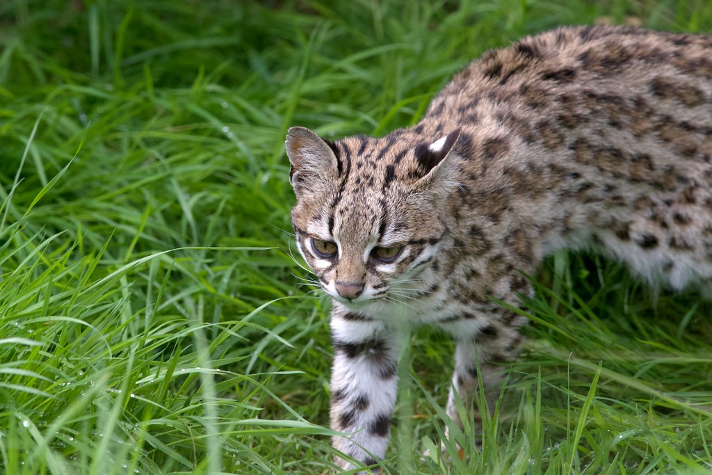 Mèo đốm nhỏ Leopardus tigrinus. Ảnh: Roger Wasley/Flickr