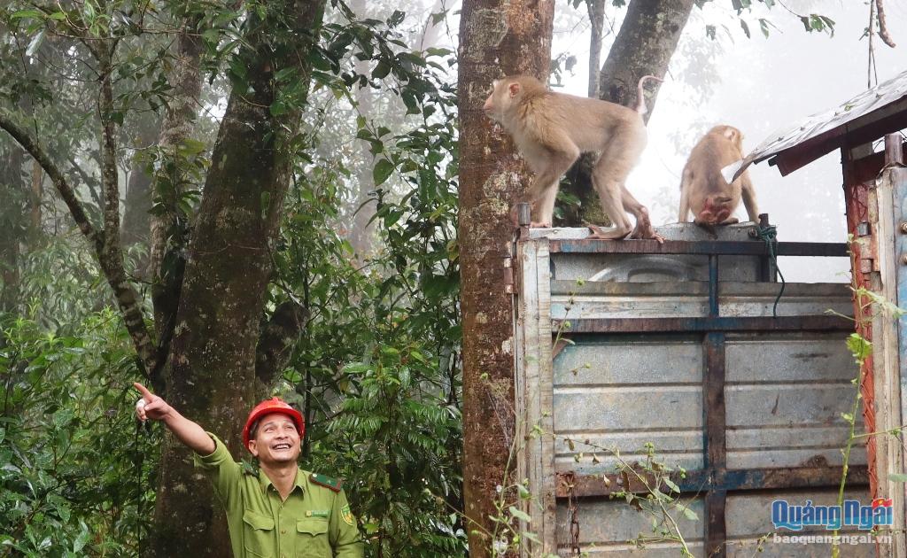 Video: Thả 3 cá thể khỉ đuôi lợn quý hiếm về rừng tự nhiên