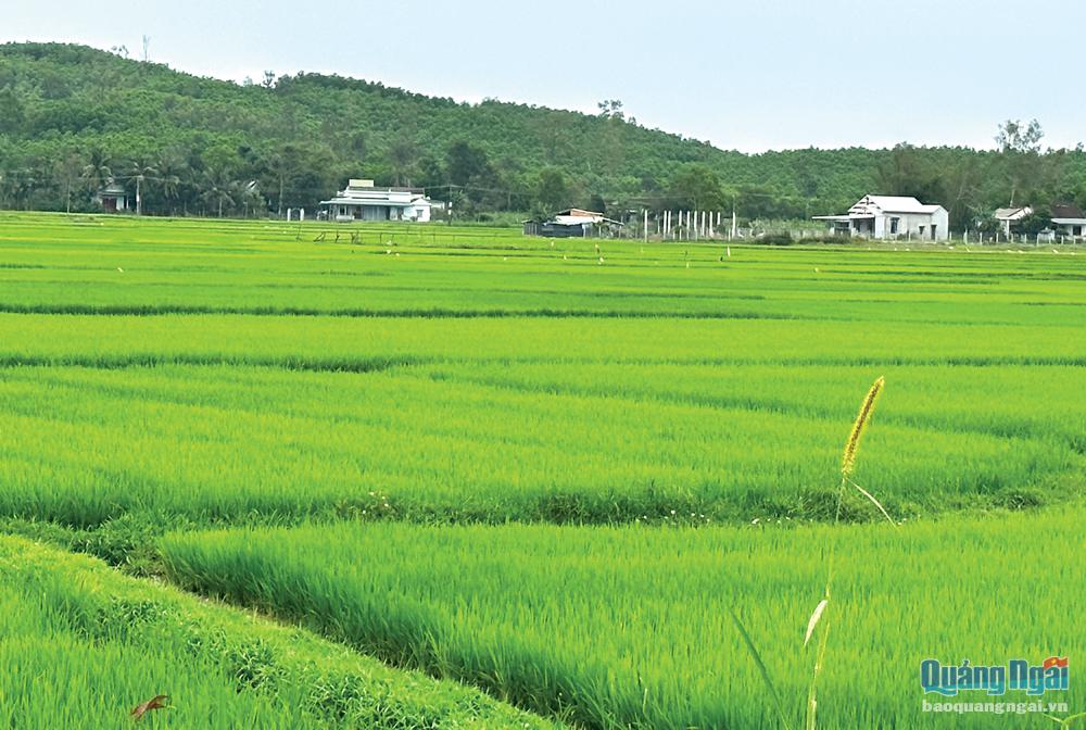 Khu vực quy hoạch dự án KCN nhẹ Bình Hòa - Bình Phước (KKT Dung Quất)  hiện người dân vẫn trồng lúa. 