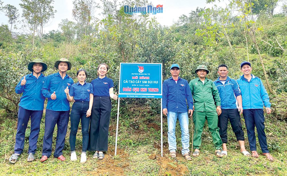 Các cơ sở đoàn ra quân cải tạo 300 cây sim ở thôn Bùi Hui, xã Ba Trang (Ba Tơ). 
