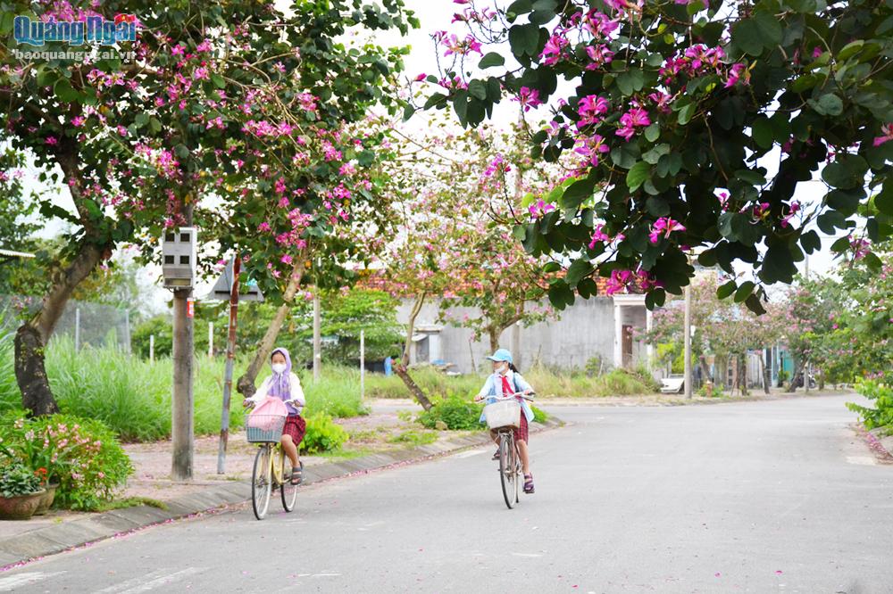 Con đường đến trường của nhiều học sinh ở Nghĩa Dũng (TP.Quảng Ngãi) trở nên thi vị hơn bởi những cung đường hoa ban tím.