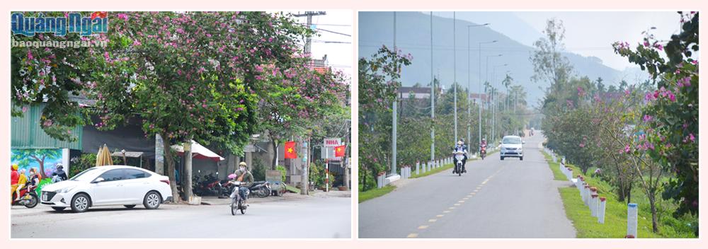 Hoa ban ngày càng được trồng nhiều dọc hai bên tuyến đường ở Quảng Ngãi.
