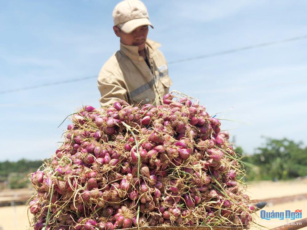 Các vùng trồng hành ở thôn Thanh Thủy đang phát triển theo hướng sản xuất an toàn.
