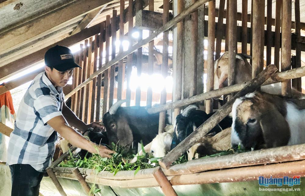 Anh Nguyễn Thành An, ở tổ dân phố Thanh Lâm, phường Phổ Ninh (TX.Đức Phổ), có thu nhập khá nhờ chăn nuôi dê.