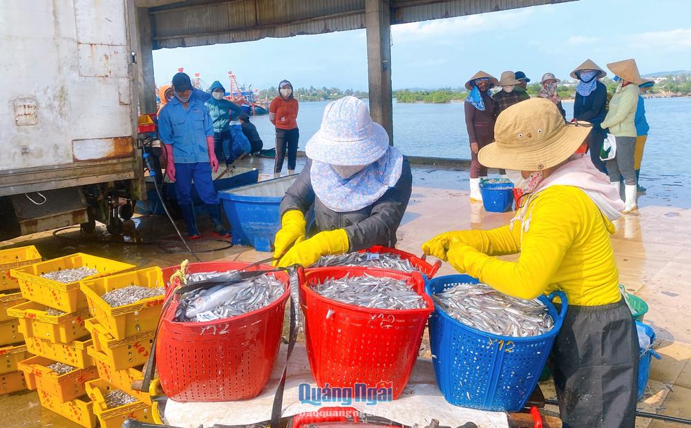Thương lái thu mua cá cơm của ngư dân tại cảng Tịnh Kỳ (TP.Quảng Ngãi).  Ảnh: K.TRANG