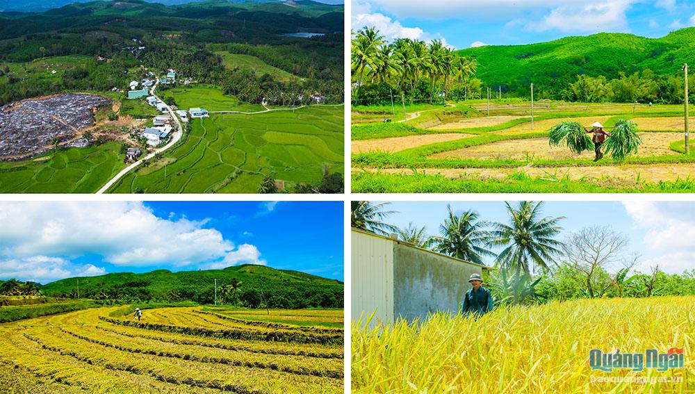 Tổ dân phố Đồng Vân có khoảng 16ha ruộng để trồng lúa. Màu của lúa hòa với cây cối quanh làng quê tạo nên khung cảnh giản dị và yên bình.
