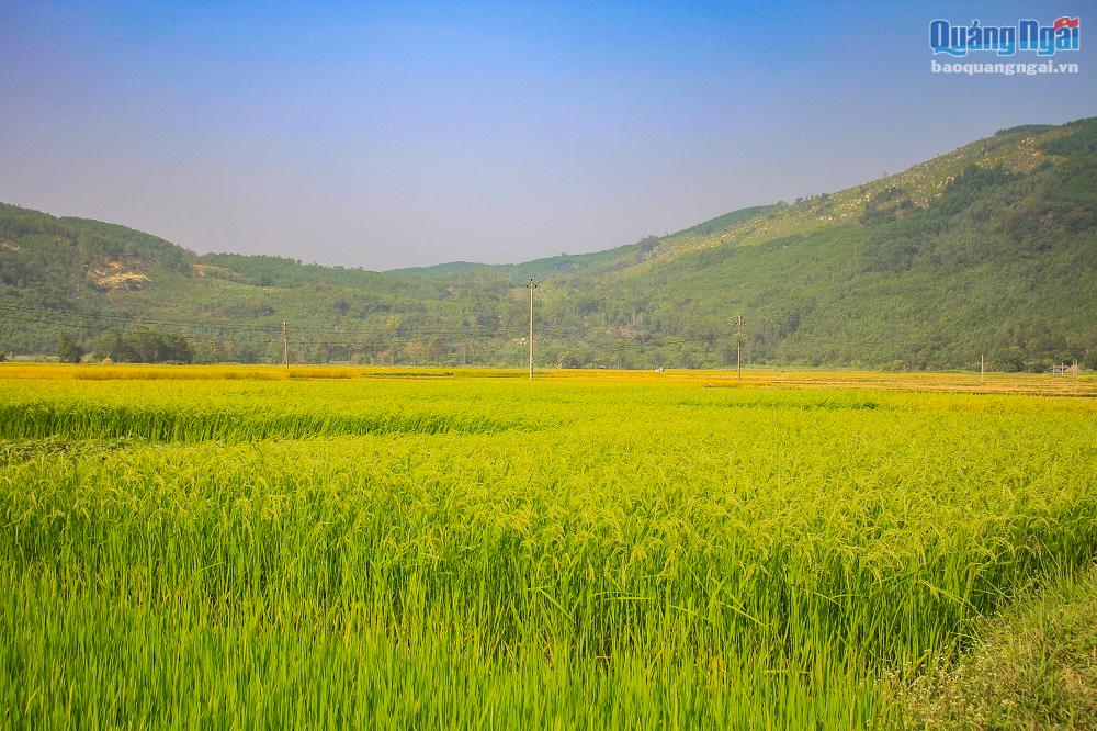  Giống nếp ngự Sa Huỳnh có nguồn gốc từ đâu và có từ bao giờ không ai biết rõ, chỉ biết rằng nếp ngự Sa Huỳnh trở thành đặc sản của vùng đất Sa Huỳnh. 